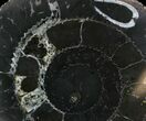 Cut Speetoniceras Ammonite From Russia - With Pyrite #28376-2